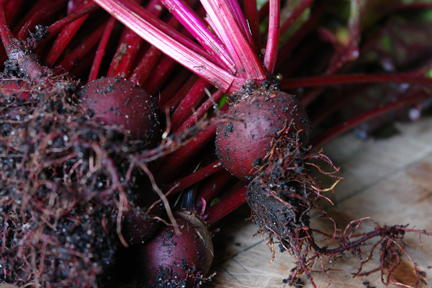 close up view of freshly dug up beetroot
