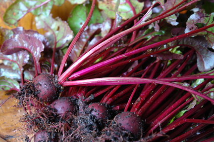 freshly dug up beetroot