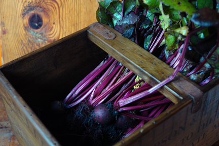 freshly dug up beetroot in an antique Billingsgate Market oyster trug