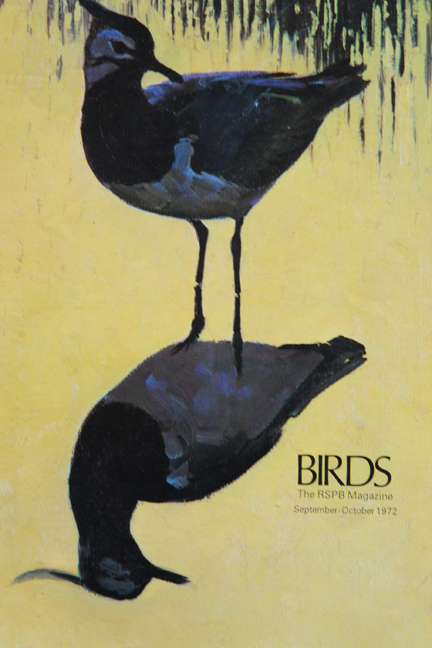 illustration of a lapwing from a vintage 1970s RSPB magazine