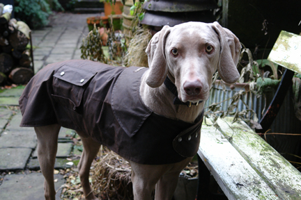 Fudge the Weimaraner in his new Drizabone Apsley wax dog coat