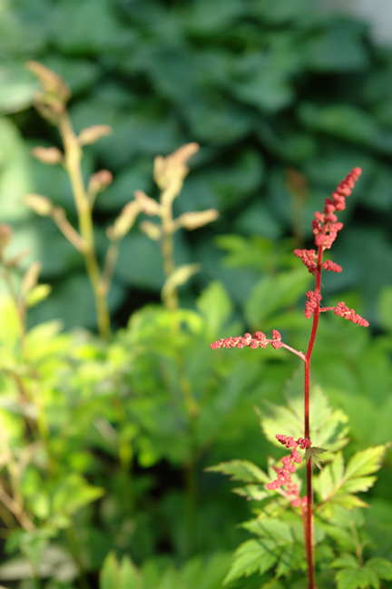 young purple shoots of astilbe plants