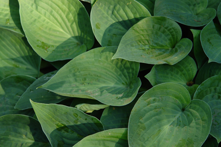 hosta leaves