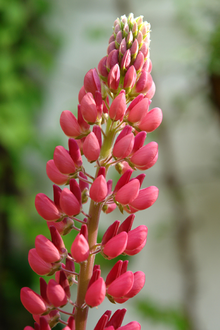 pink lupins growing in a vintage dolly tub