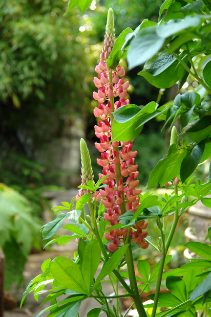 pink lupins growing in a vintage dolly tub
