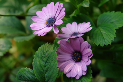 lilac coloured osteospermum growing in a vintage metal bucket
