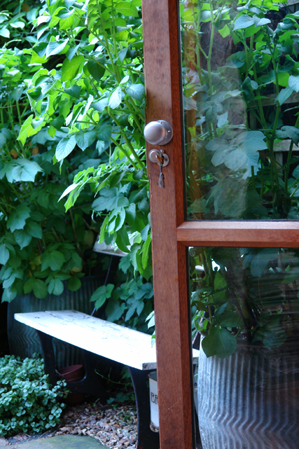 potato plants overflowing from a vintage metal dolly tub just outside the kitchen door