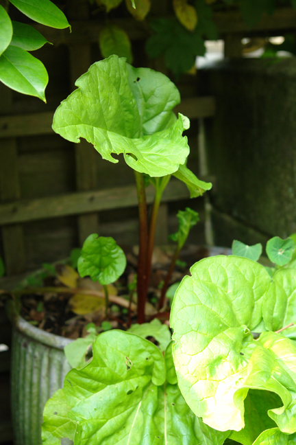 pink stems of rhubarb growing out of a vintage metal dolly tub