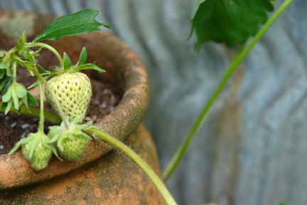 strawberries growing in a vintage terracotta strawberry pot