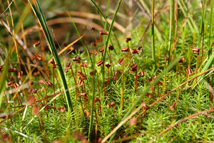 close up view of moss, Little Langdale, Lake District, Cumbria