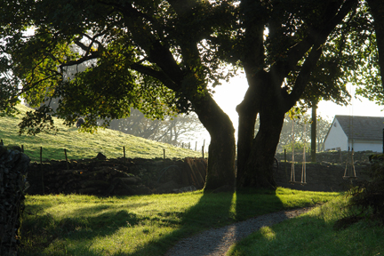 wood & rope swings hanging from an oak tree, Chapel Style, Little Langdale, Lake District, Cumbria