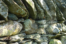 close up view of a spider's web on a stone wall, Little Langdale, Lake District, Cumbria