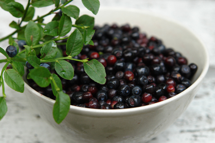 bowl of freshly picked bilberries