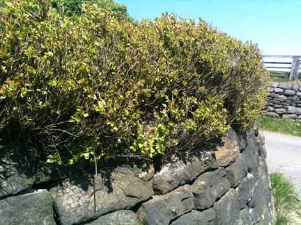 curved dry stone wall with bilberry bushes growing above