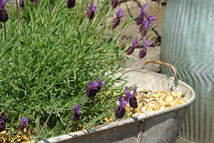 large tin bath containing lavender shrubs large tin bath containing lavender shrubs