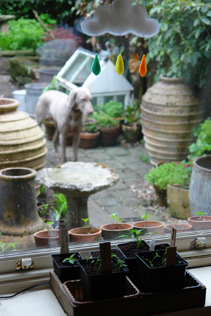 raincloud mobile in its new home hanging from the sash window in the kitchen above the herb seedlings looking out into the back garden