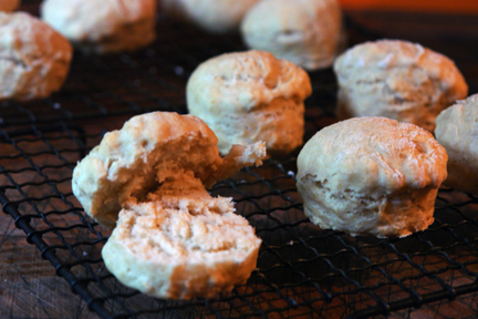 freshly cooked scones cooling on a wire rack freshly cooked scones cooling on a wire rack