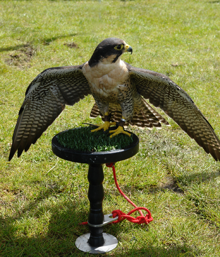 bird of prey on display at the Todmorden Agricultural Show