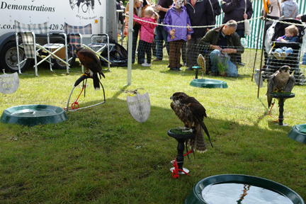 various birds of prey on display at the Todmorden Agricultural Show