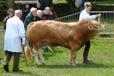 bull on parade at the Todmorden Agricultural Show