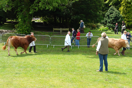 bulls on parade at the Todmorden Agricultural Show