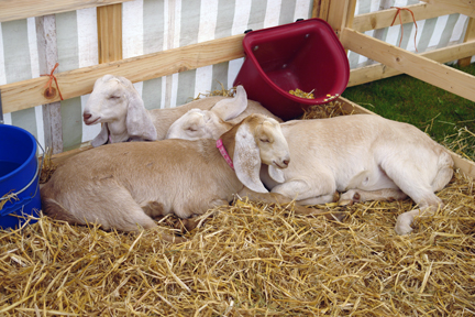 goats on display at the Todmorden Agricultural Show