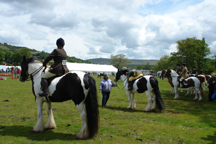 horses on display at the Todmorden Agricultural Show