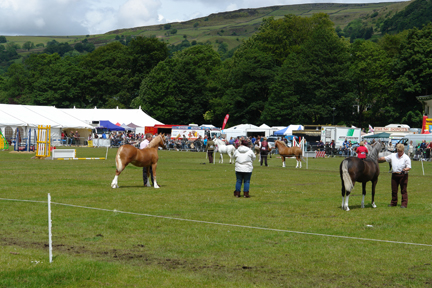 horses on display at the Todmorden Agricultural Show