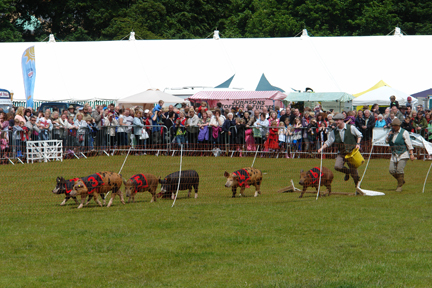 pigs on display at the Todmorden Agricultural Show