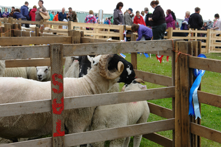 ram on display at the Todmorden Agricultural Show