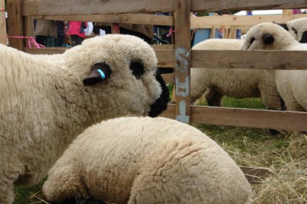 sheep on display at the Todmorden Agricultural Show