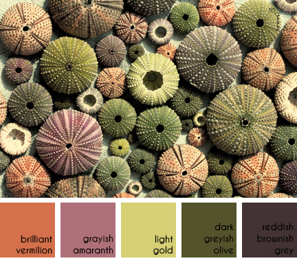collection of different coloured sea urchin shells