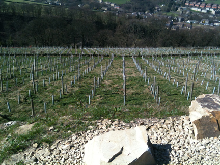 grapes vines at Holmfirth Vineyard